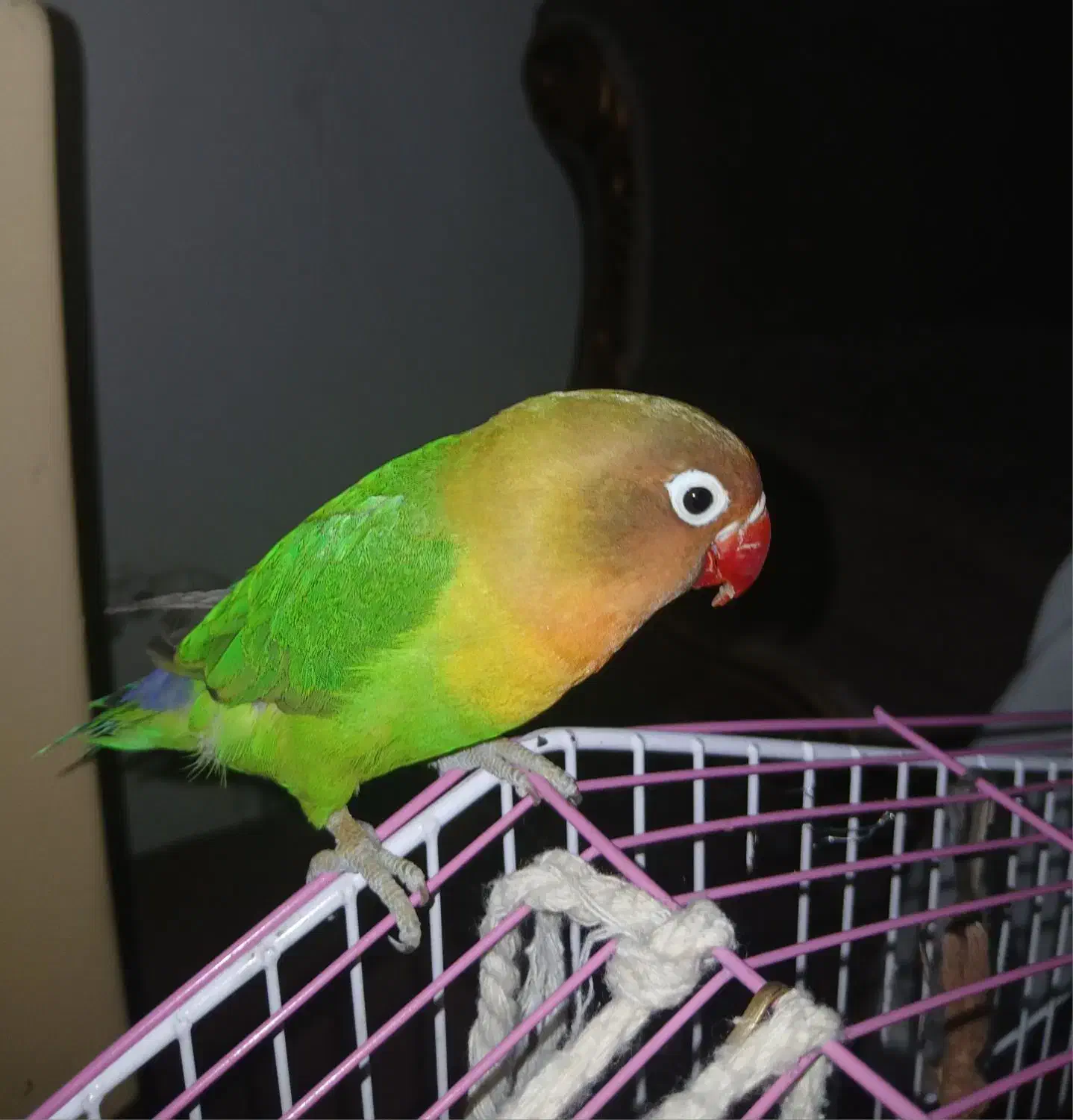 برزیلی فیشر ۵ماهه|پرنده|تهران, دانشگاه شریف|دیوار