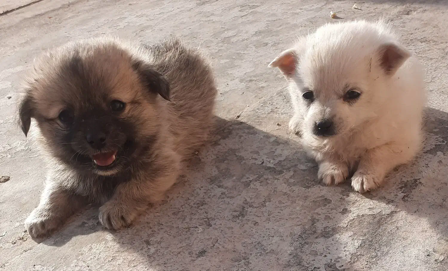 یک جفت توله سگ اشتپیز گوش روباهی۲ماه|سگ|اصفهان, قهجاورستان|دیوار
