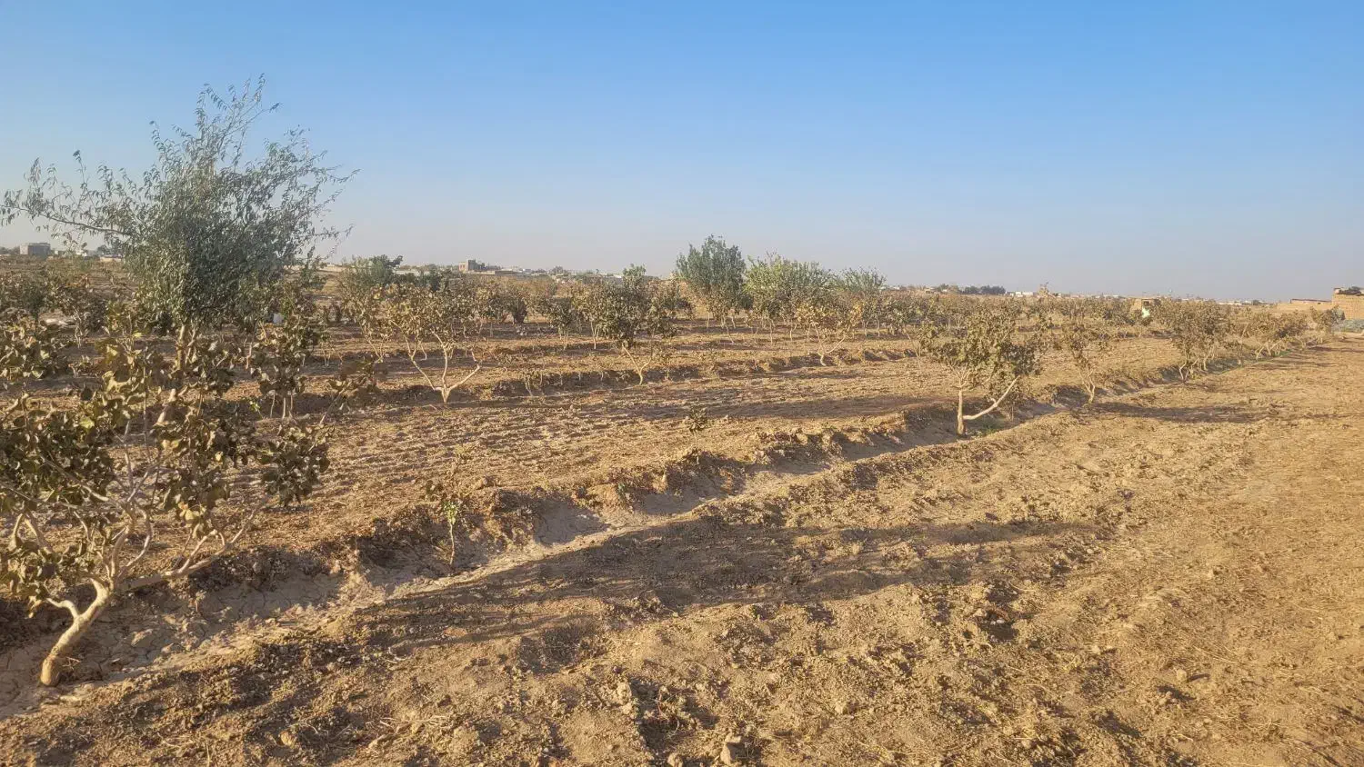 فروش باغ پسته ۷ ساله|فروش دفتر صنعتی، کشاورزی، تجاری|گناباد, |دیوار