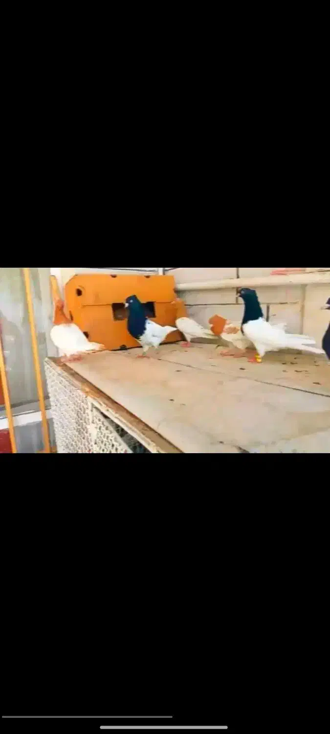 کفتر سینه کفتر کله|پرنده|آبدانان, |دیوار