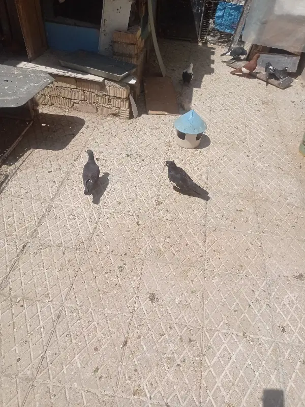 جفت سرک|پرنده|فسا, |دیوار