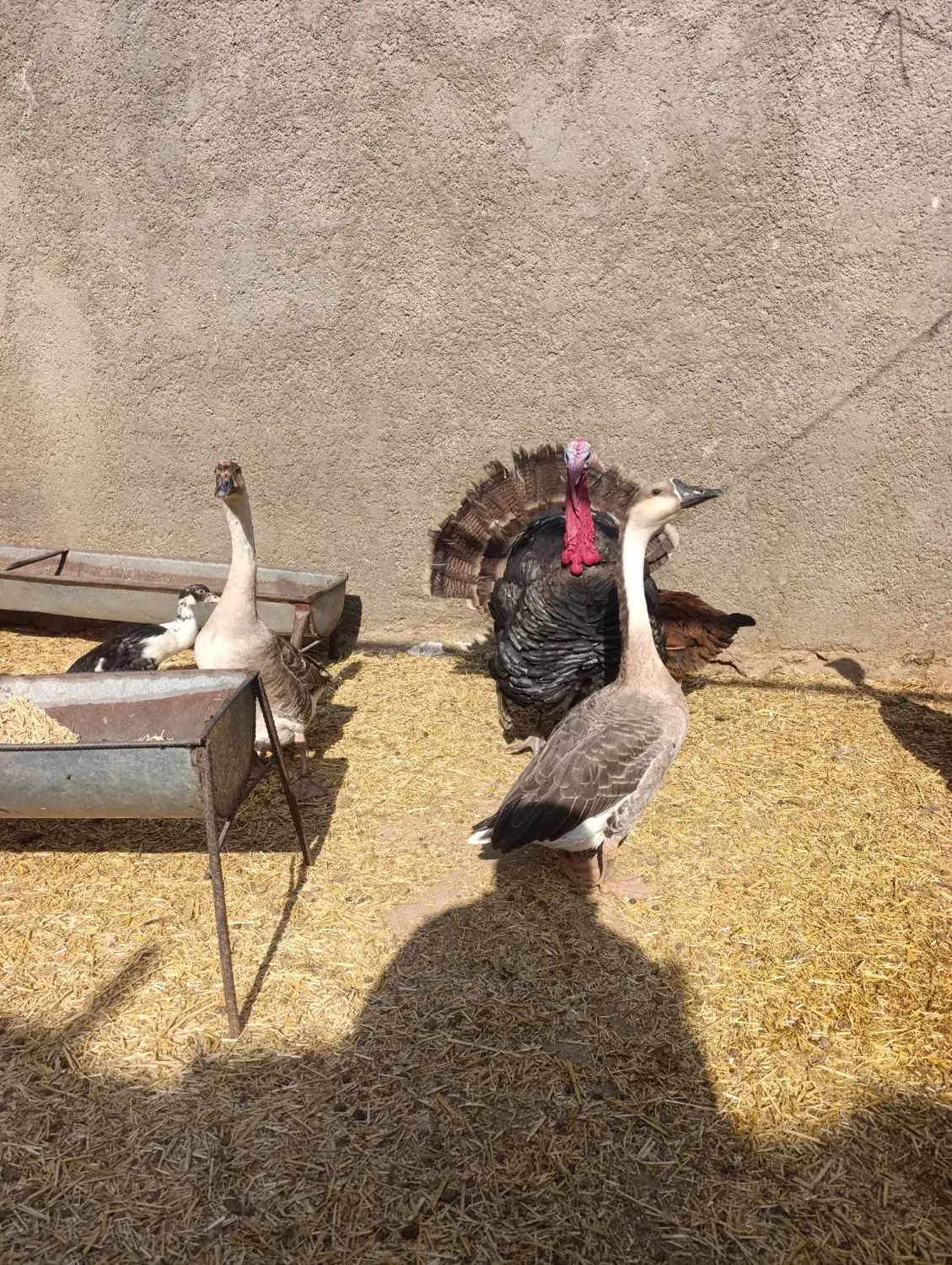 بوقلمون قوغاز مرغ خروس|حیوانات مزرعه|قرچک, فردیس|دیوار