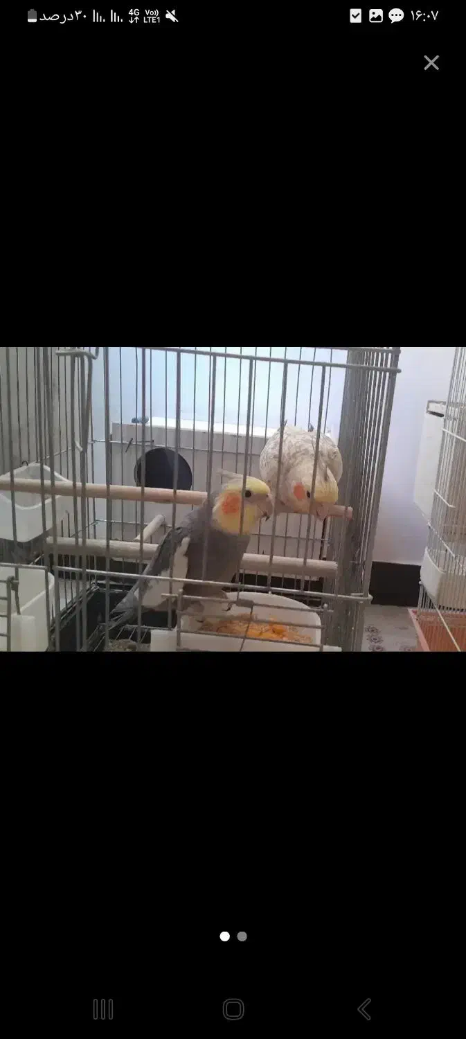 جفت عروس هلندی بالغ|پرنده|هشتگرد, فاز ۳ مهستان|دیوار