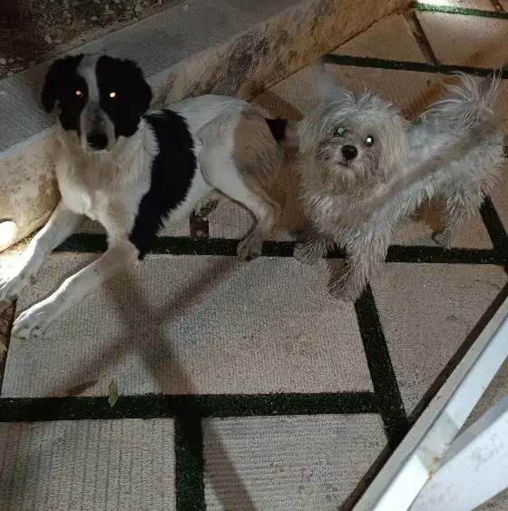 واگذاری سگ شیتزو تریر|سگ|شیراز, دکتر حسابی|دیوار