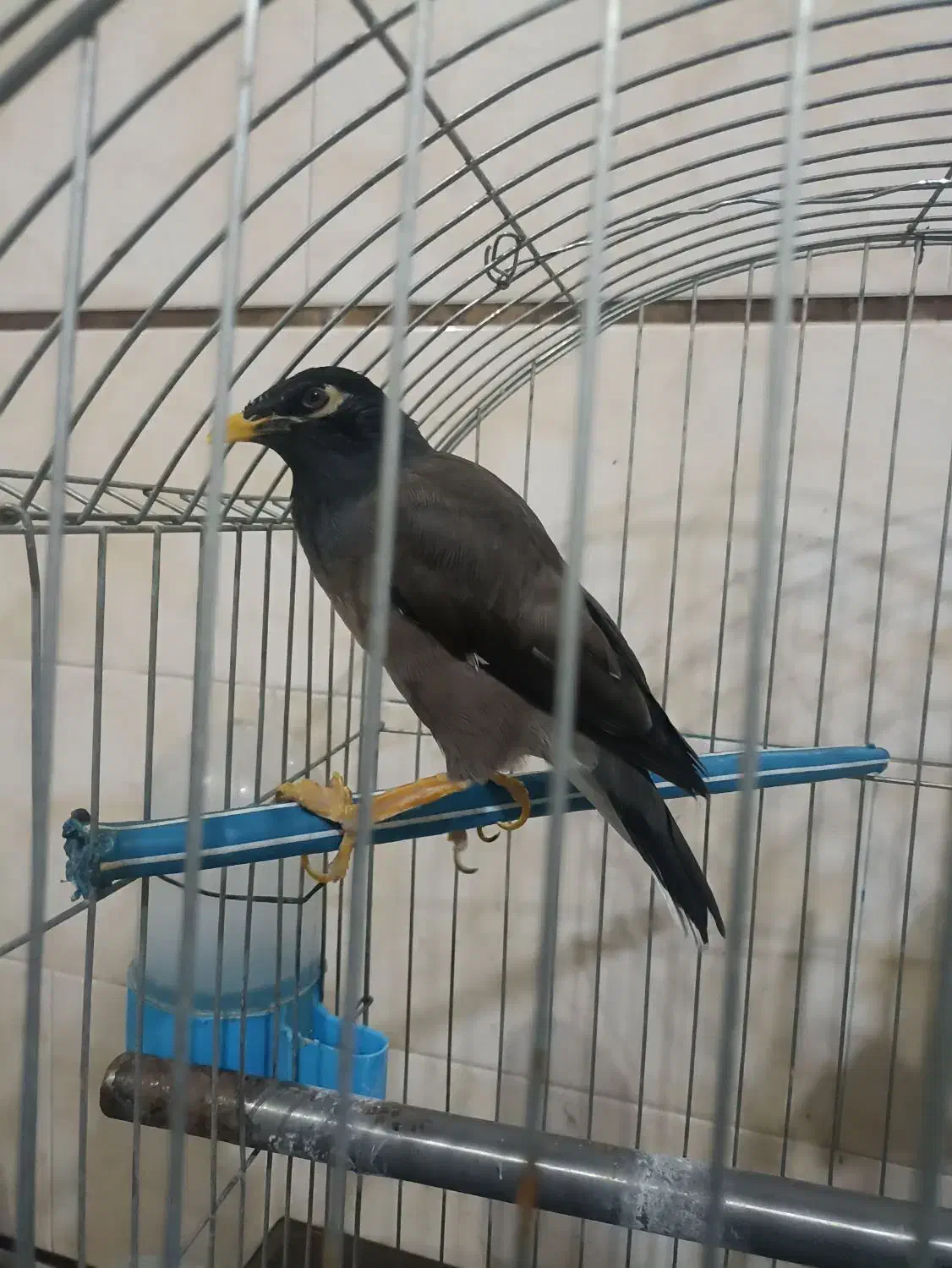 مینا سخنگو|پرنده|زاهدان, |دیوار