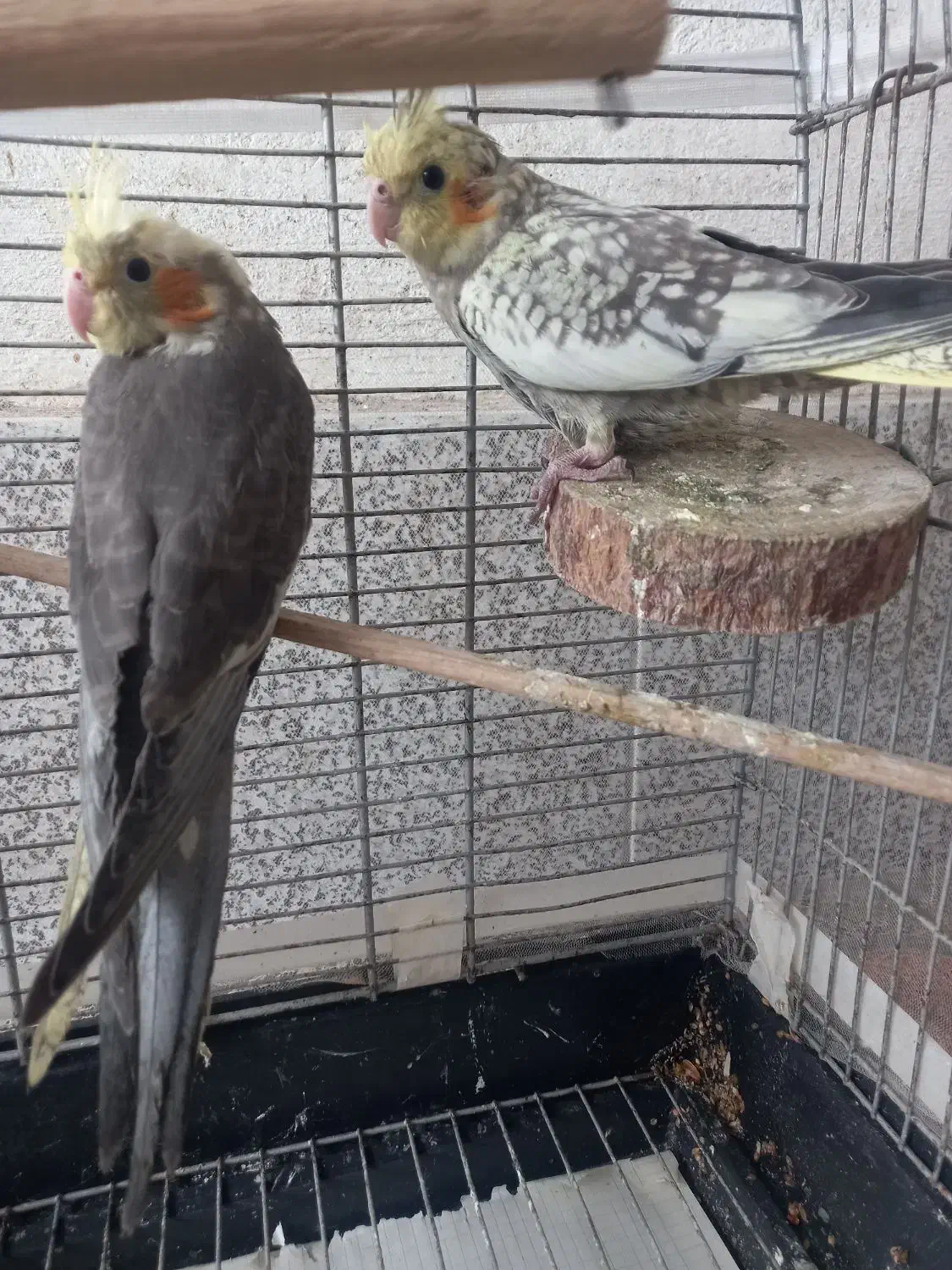 عروس هلندی|پرنده|رشت, حمیدیان|دیوار