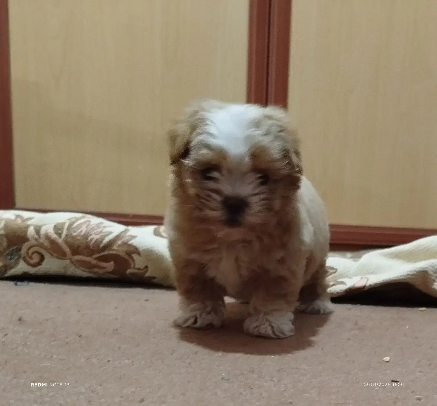 سگ پودل مالتیز مینیا توری (جیبی)|سگ|تبریز, |دیوار