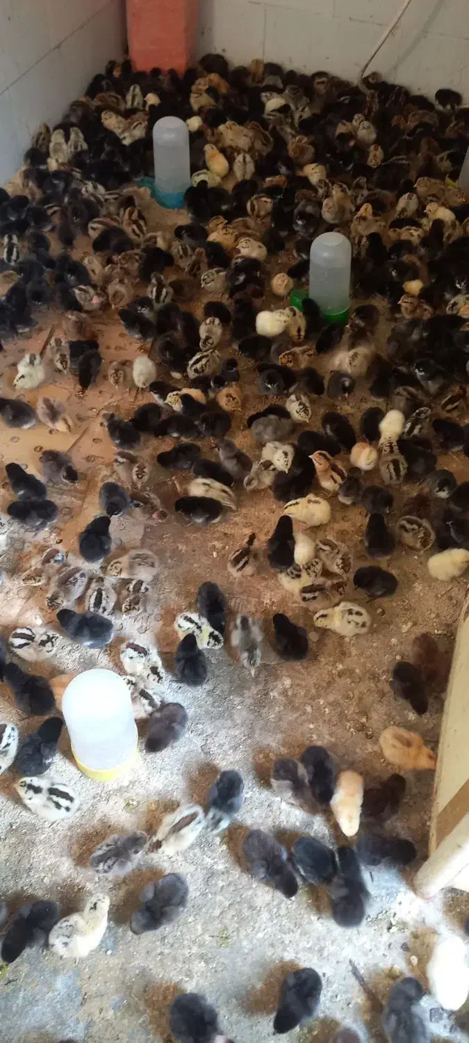 جوجه محلی فروش فوری|حیوانات مزرعه|امیدیه, |دیوار