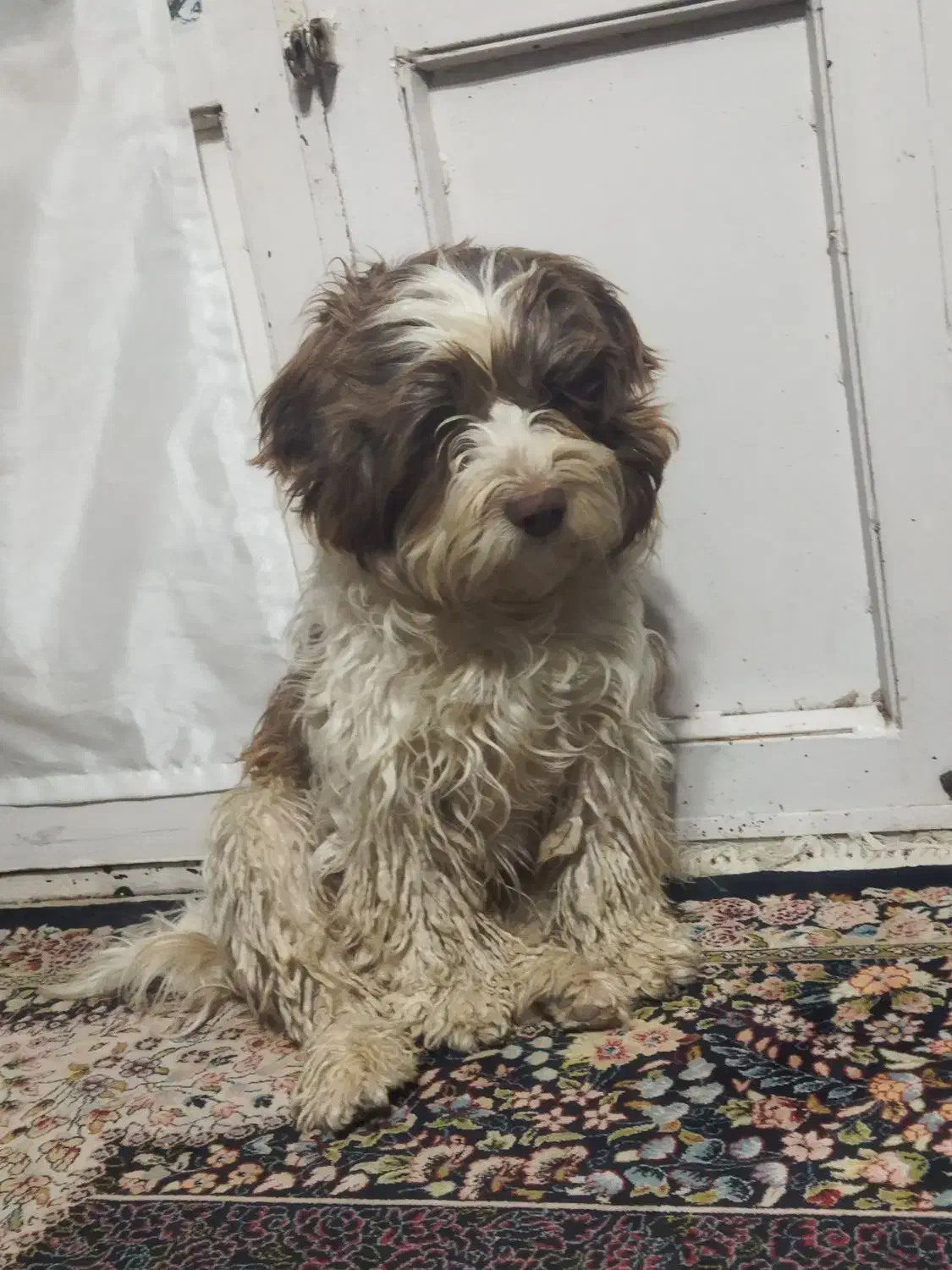 سگ شیتزو گمشده|حیوانات|زرند, |دیوار