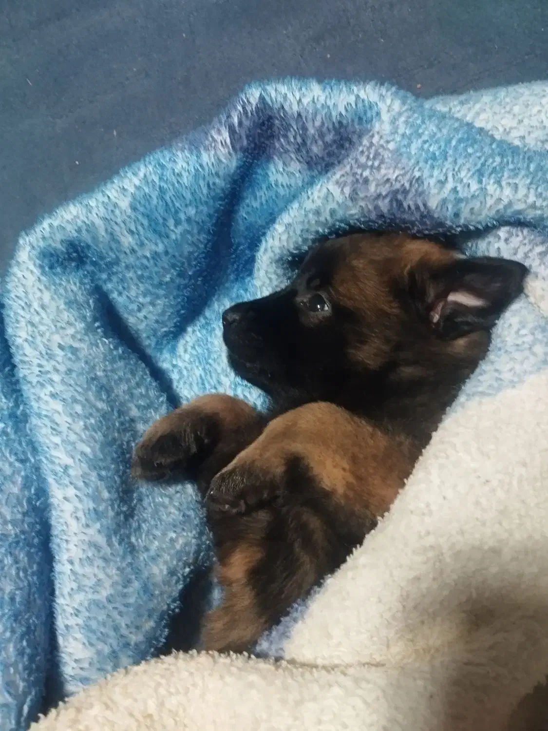 سگ مالینویز|سگ|کرمان, |دیوار