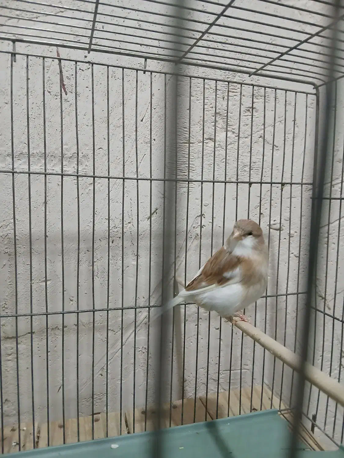 قناری گلاستر ماده سهره دو ماه قفس|پرنده|اسکو, |دیوار