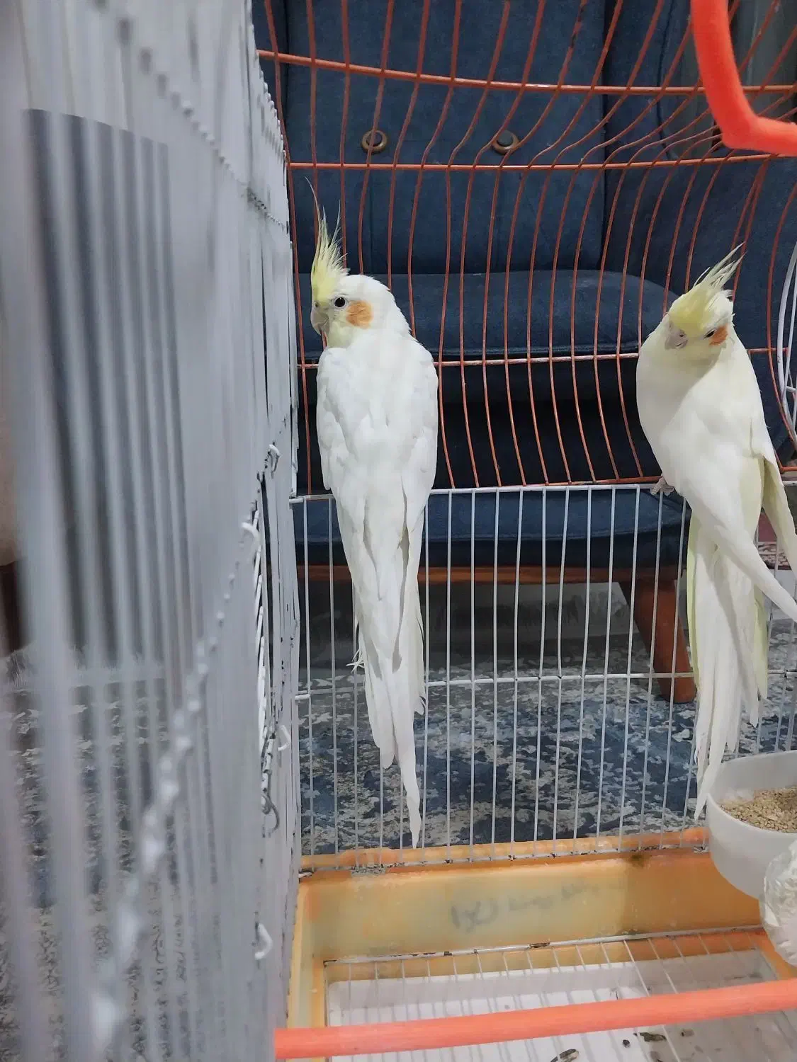 جفت عروس هلندی لوتینو تخم گذار|پرنده|تربت جام, تیپ ۳۸ زرهی تربت جام|دیوار