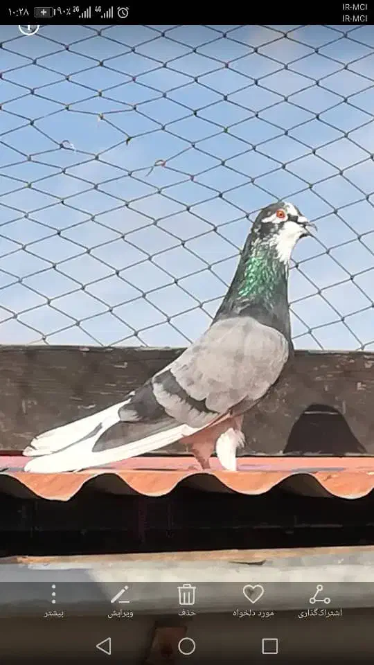 کفتر آسمان خراش (کبوتر)|پرنده|رشت, گلسار|دیوار