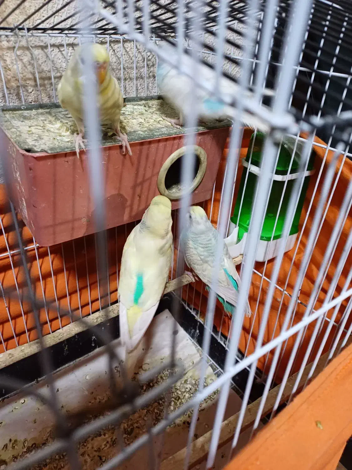 مرغ عشق نرو ماده با جوجه بزرگ شده و قفس کامل|پرنده|کرج, شهرک بنفشه|دیوار