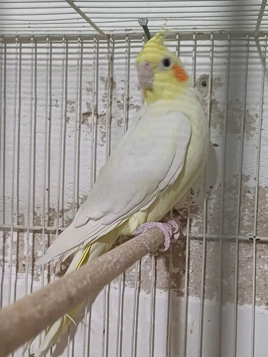 عروس مولد فروش معاوضه بادوچرخه قناری گلدین کفتر|پرنده|مشهد, سرافرازان|دیوار