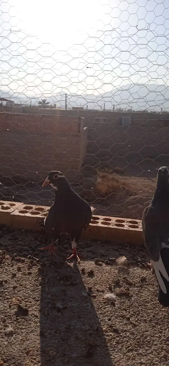 زاغ پلنگ کرمونی گوئک|پرنده|راور, |دیوار