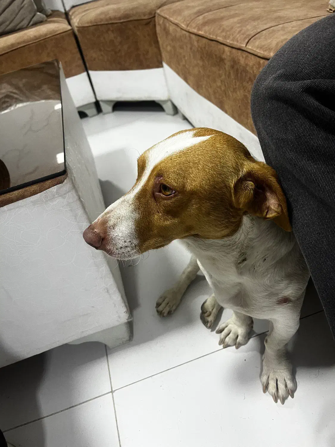 سگ جک راسل|حیوانات|ارومیه, |دیوار