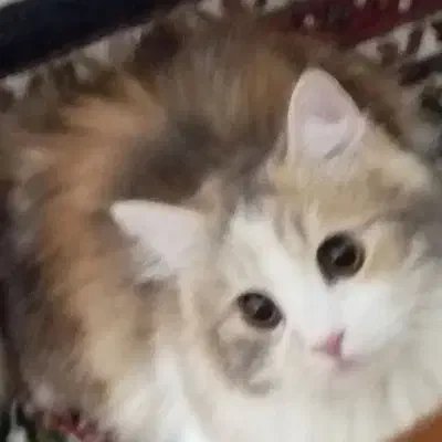 گمشده توروخدا هرکس دیده بگه|حیوانات|اردبیل, |دیوار