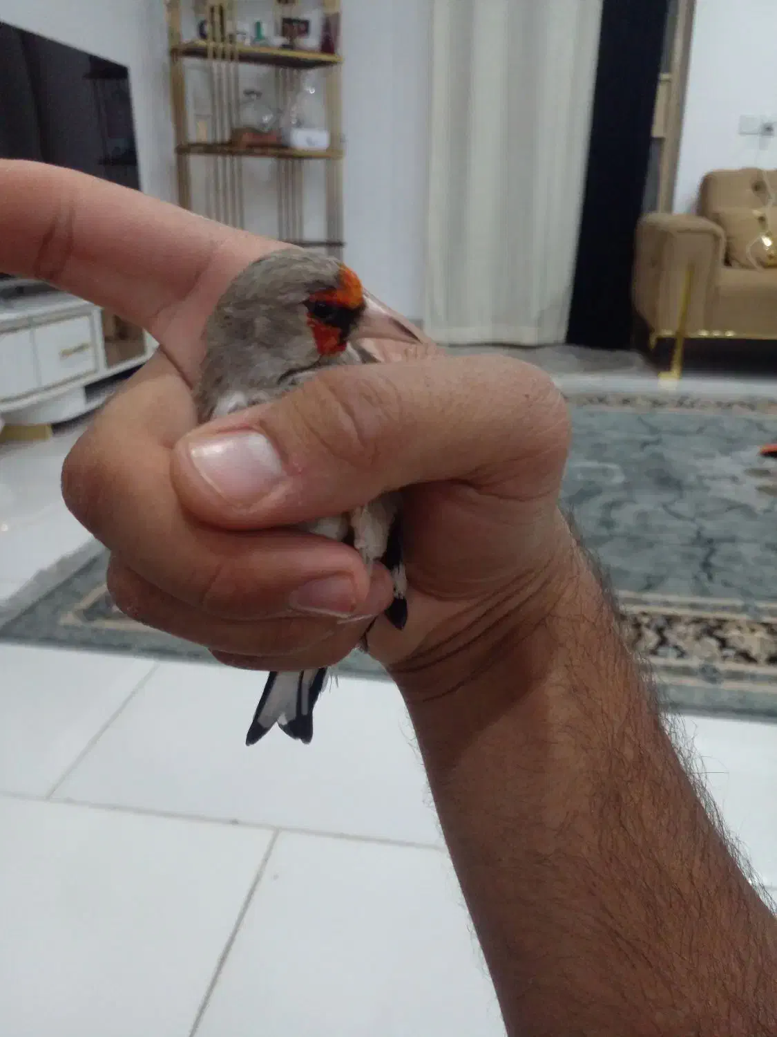 سره نر دهبکری مست|پرنده|بم, |دیوار