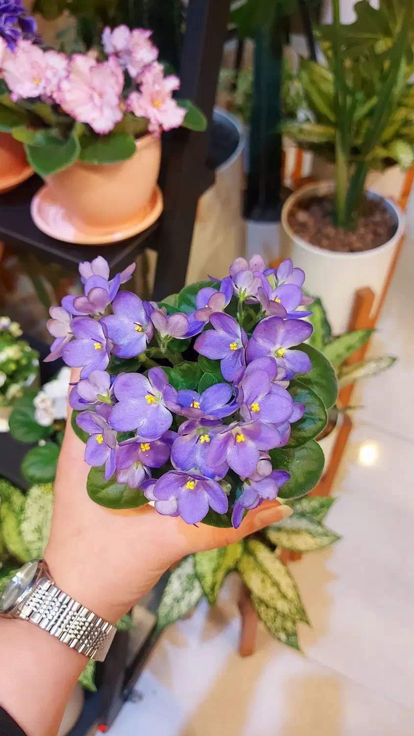 بنفشه آفریقایی|گل و گیاه طبیعی|رشت, دیلمان|دیوار