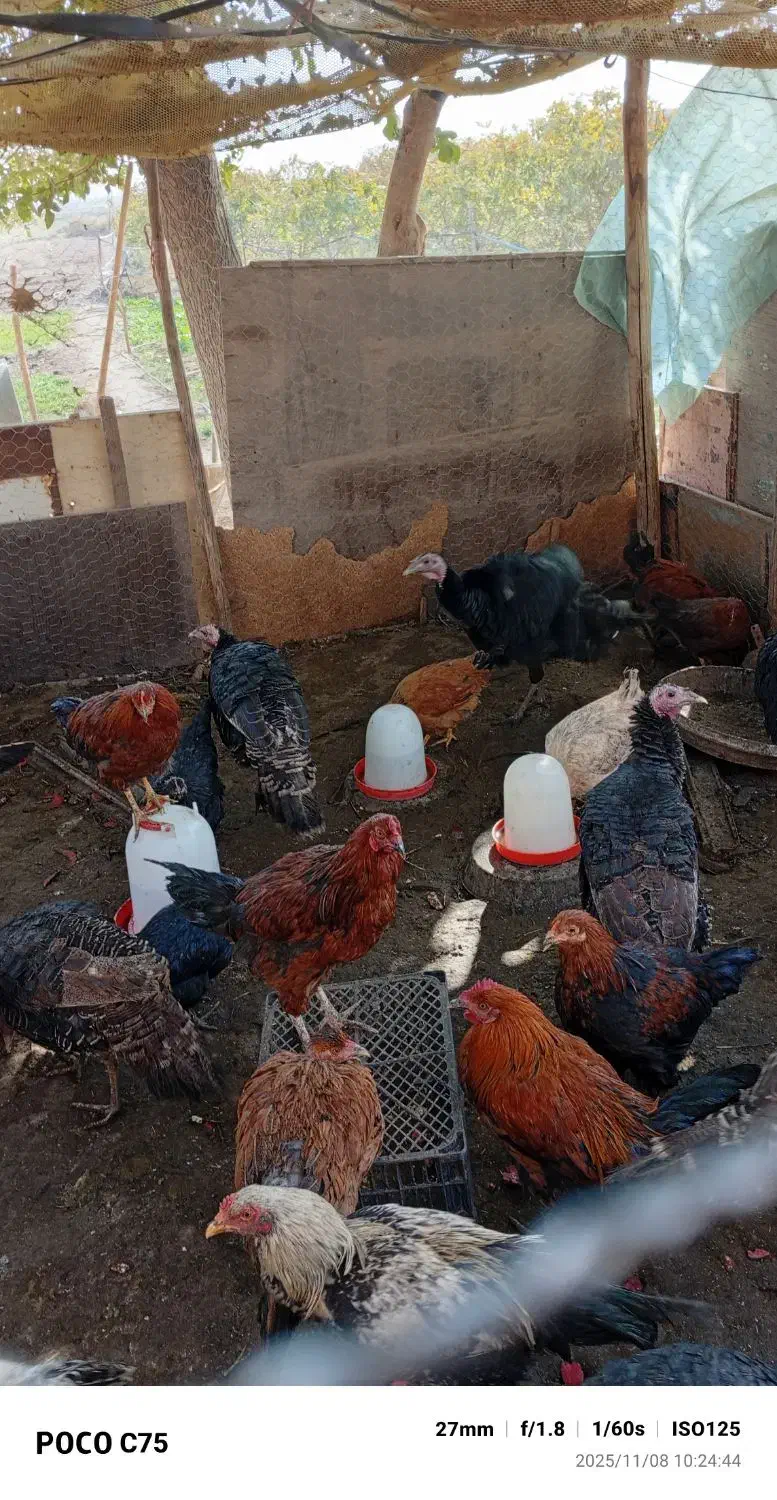 بوقلمون جوان|حیوانات مزرعه|گرمسار, |دیوار