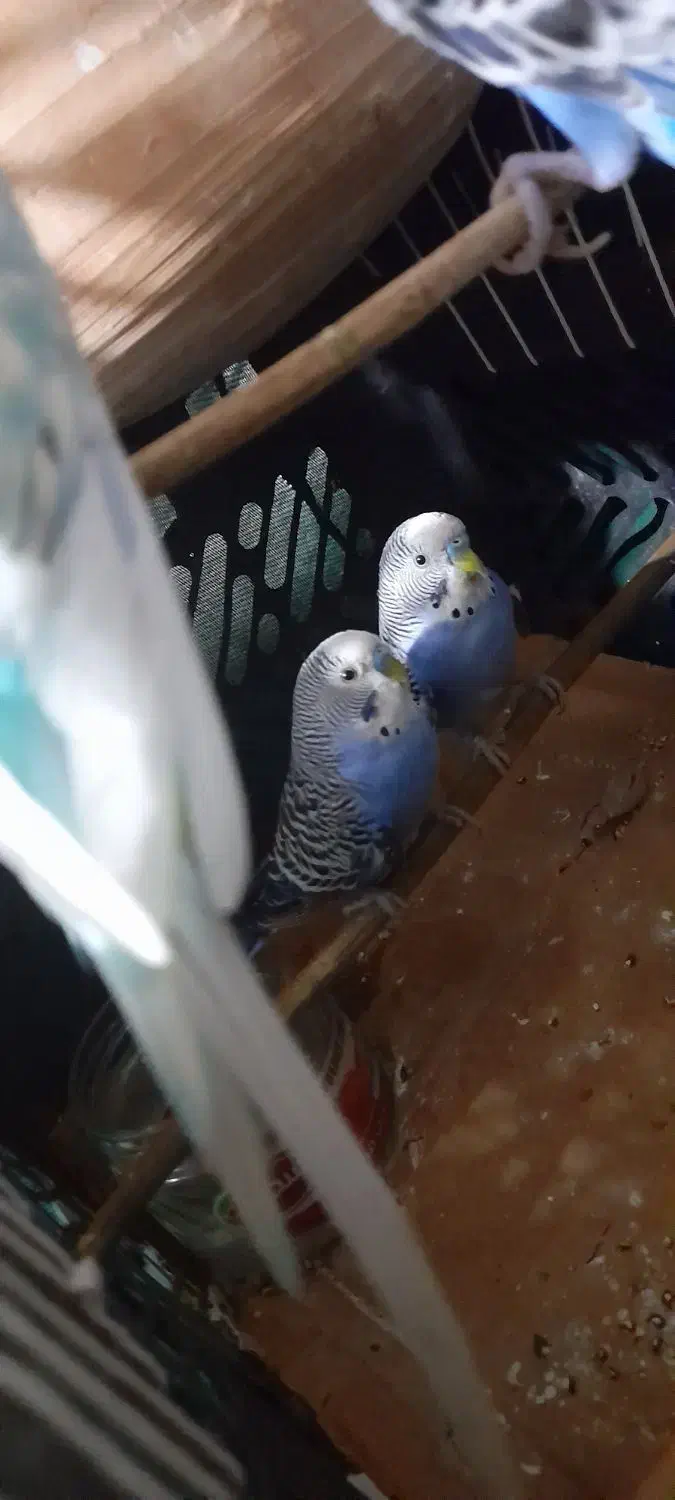 ۵ عدد مرغ عشق نر|پرنده|کنارک, |دیوار