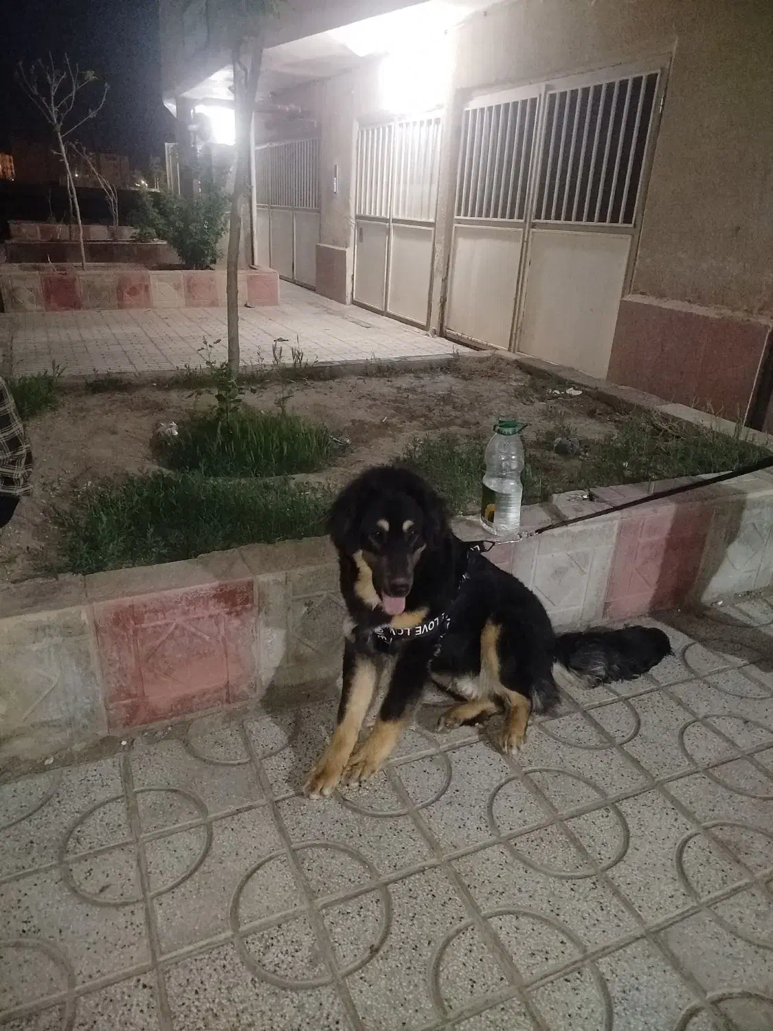 واگذاری سگ بومی به صورت رایگان برای تربت حیدریه|سگ|تربت‌حیدریه, شهرک ولیعصر|دیوار