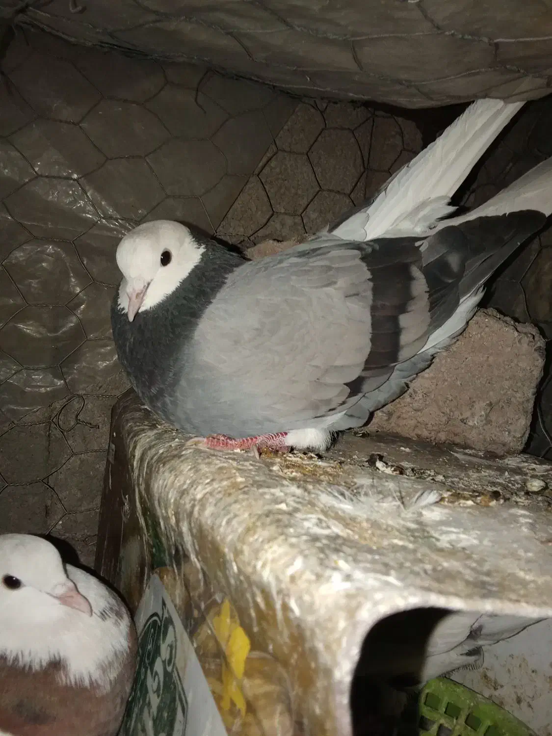 کفتر طوقی|پرنده|بم, |دیوار