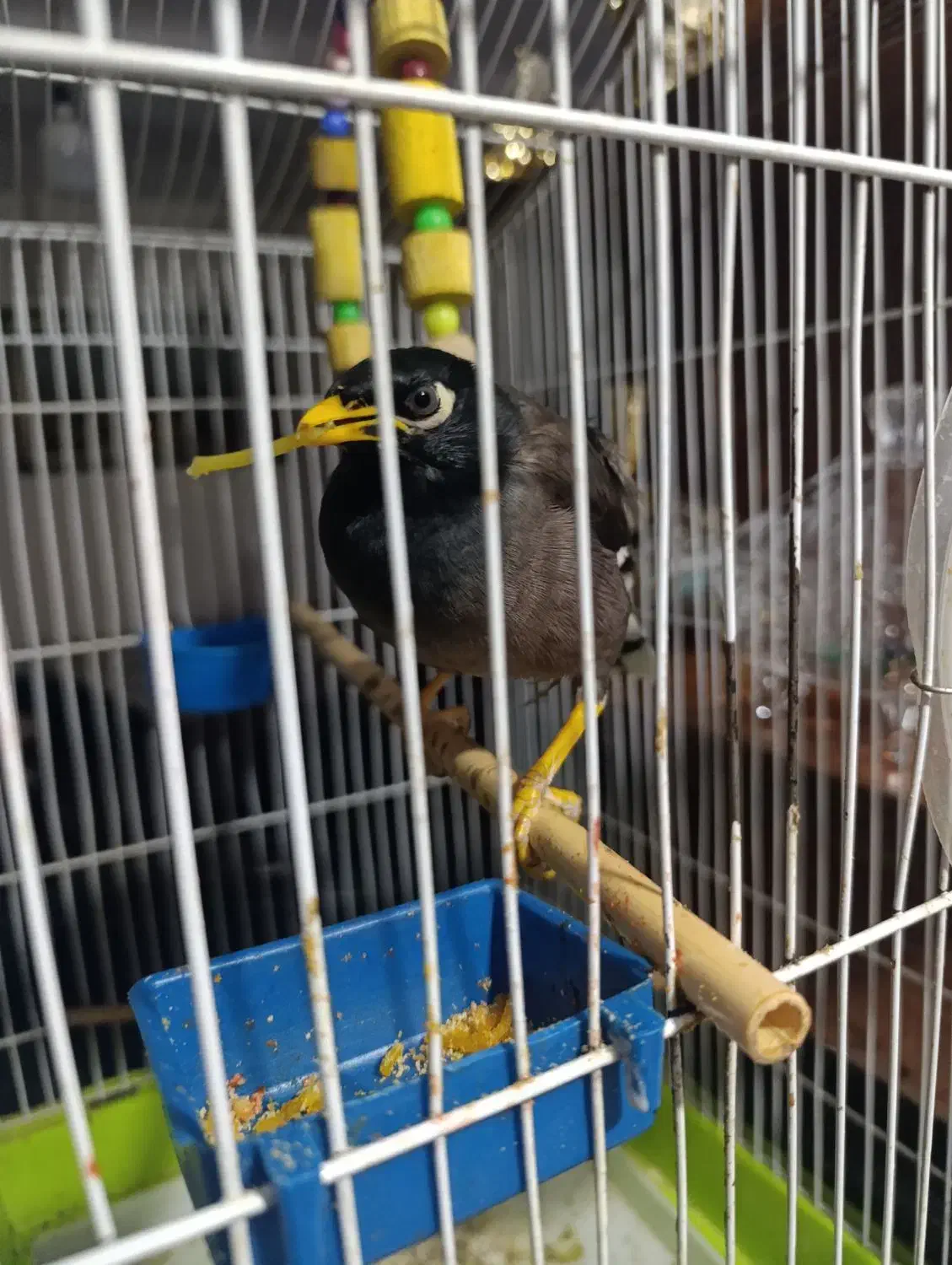 مرغ مینا سخنگو|پرنده|شهریار, یوسف آباد صیرفی|دیوار