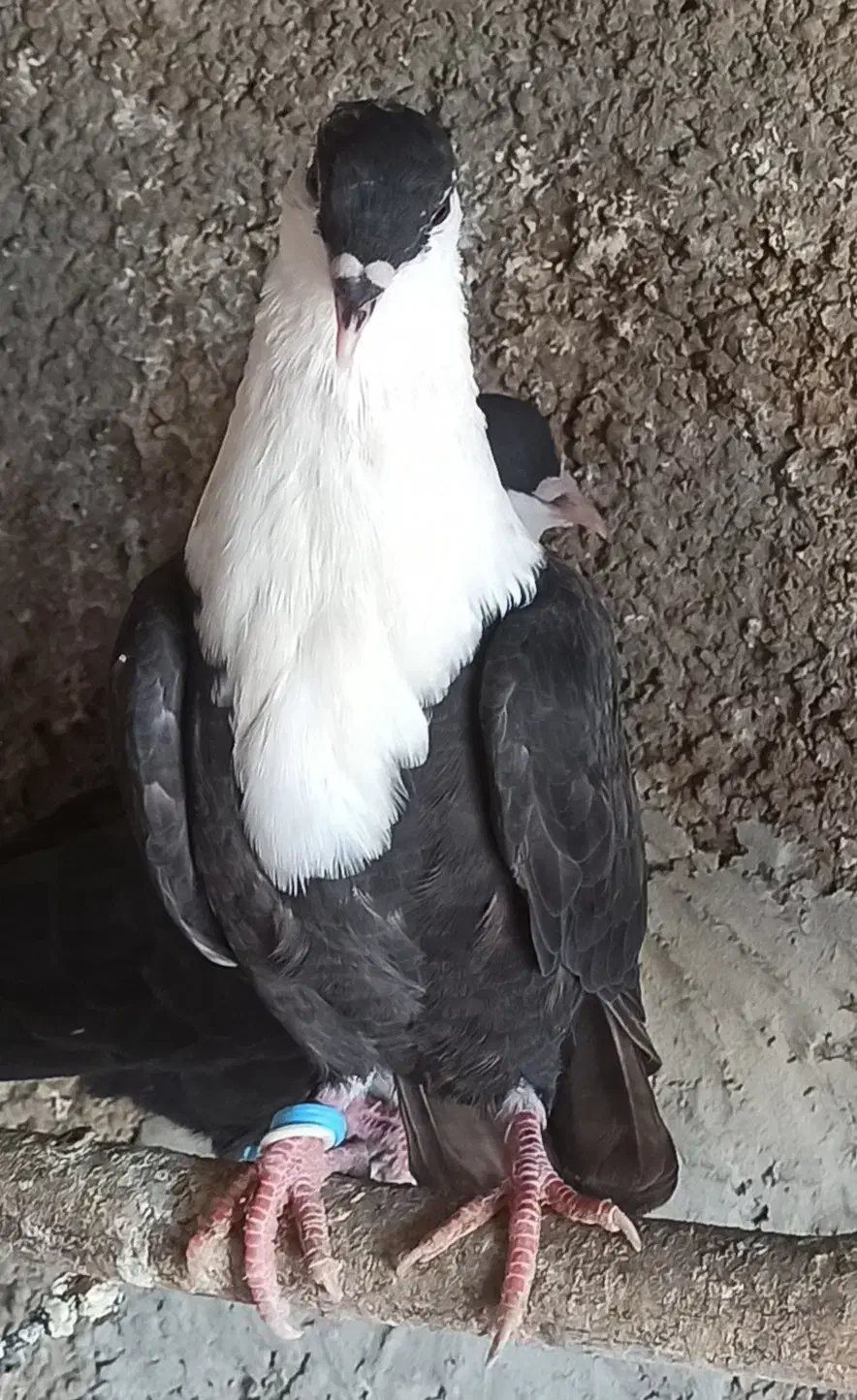 کبوتر رنگی آس|پرنده|آزادشهر, |دیوار