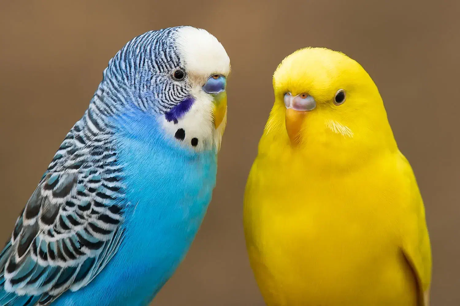 جفت مرغ عشق با تخم|پرنده|گلبهار, شهر جدید گلبهار|دیوار