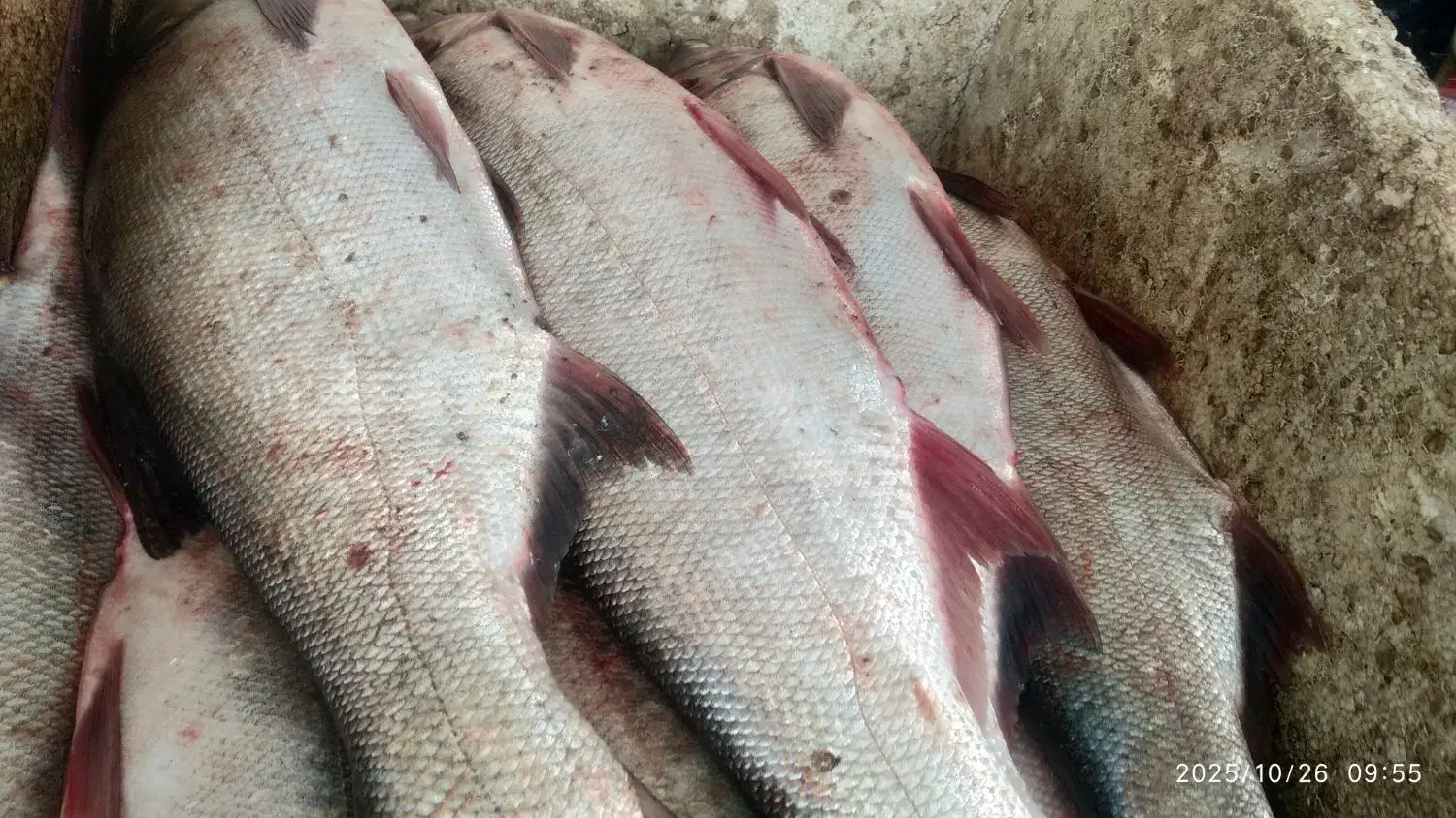 ماهی|حراج|زیویه, |دیوار