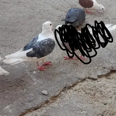 یه جفت دوکت|پرنده|دره شهر, |دیوار