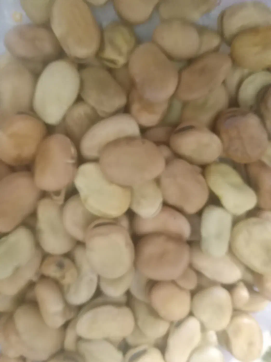 باقلا برکت|حراج|آزادشهر, |دیوار