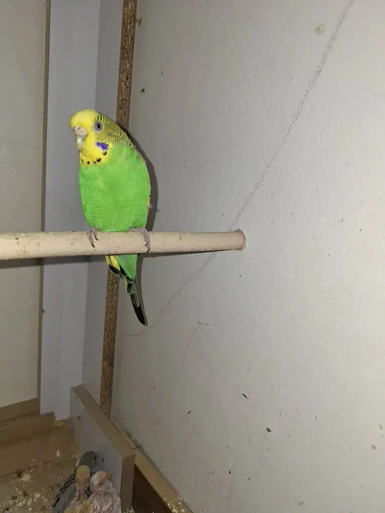 مرغ عشق|پرنده|شیراز, شیشهگری|دیوار