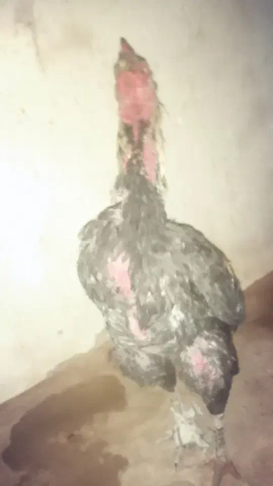 خروس اصیل|حیوانات مزرعه|سراوان, |دیوار