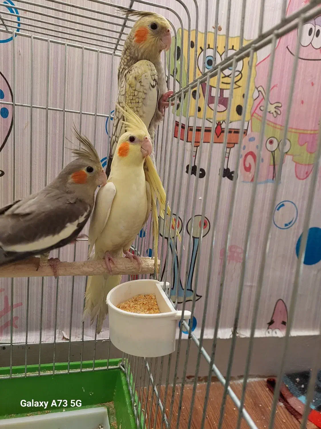 عروس هلندی خوشرنگ لوتینو مرواریدی سینامون دون خور|پرنده|اهواز, کوی جانبازان(دانش)|دیوار