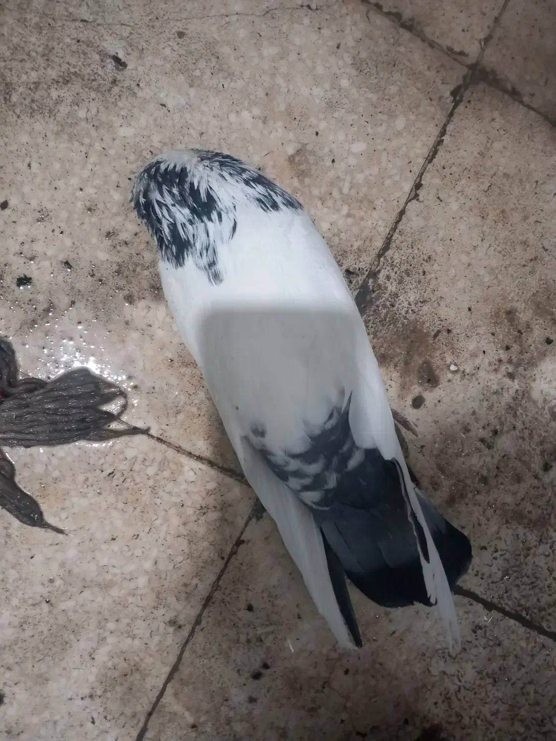 کبوتر|پرنده|تهران, فلسطین (میدان انقلاب)|دیوار