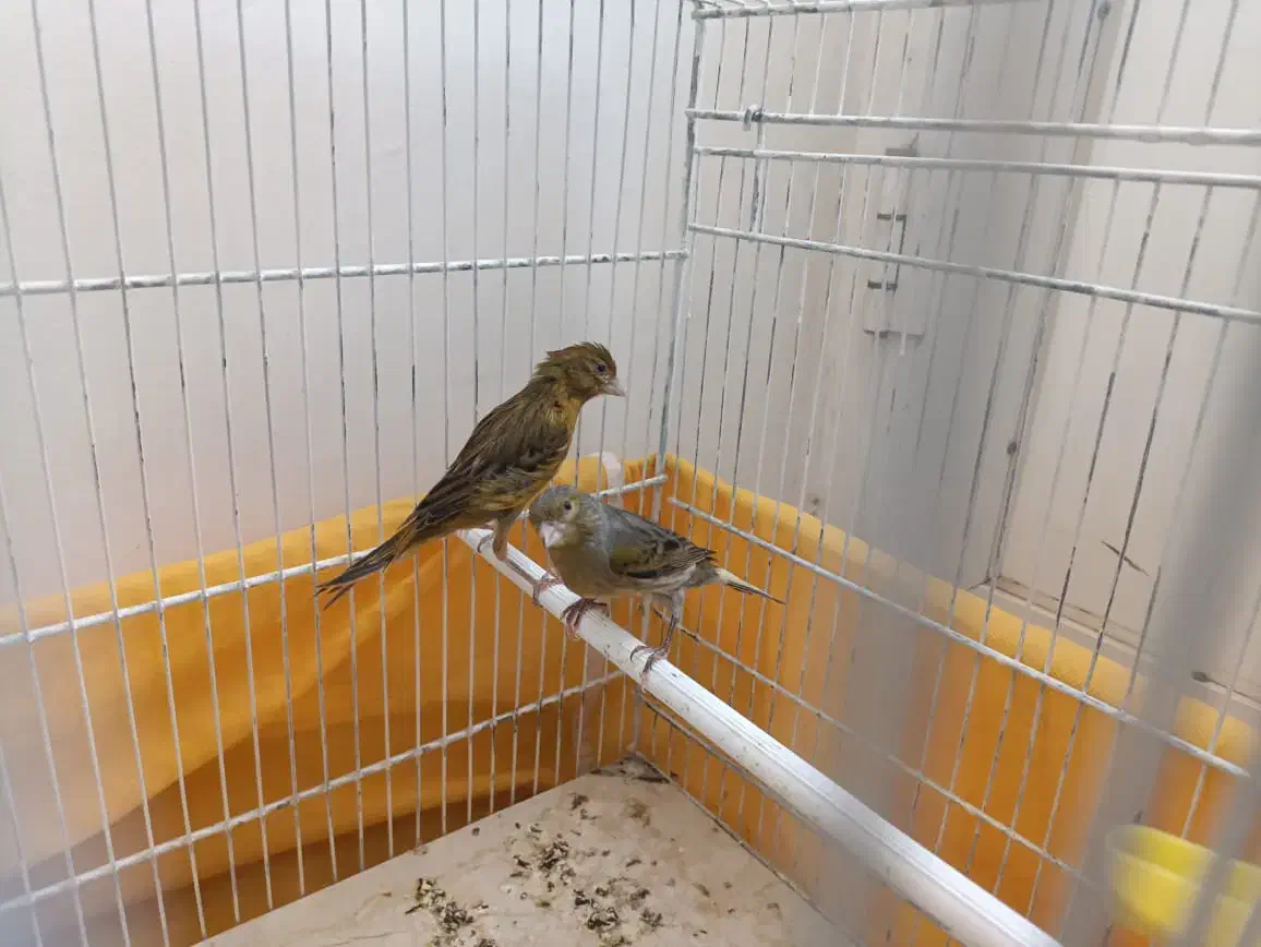 ماده قناری سبز علیخانی و چمنی|پرنده|شهرضا, |دیوار