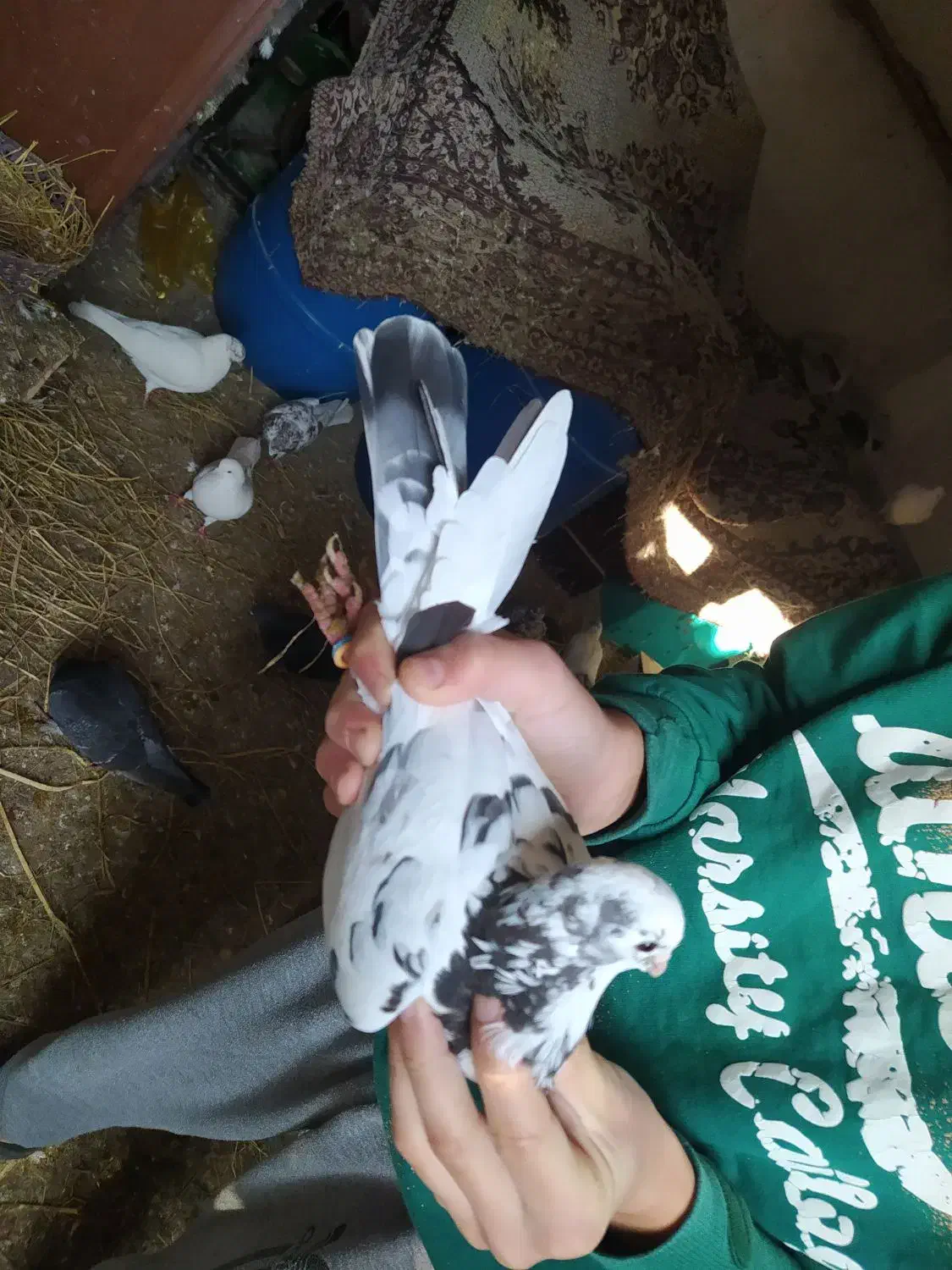 کبوتر پرشی|حیوانات|کوچصفهان, |دیوار