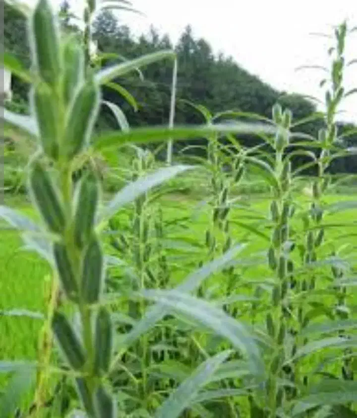 کنجد درجه یک|عمده‌فروشی|بافق, |دیوار