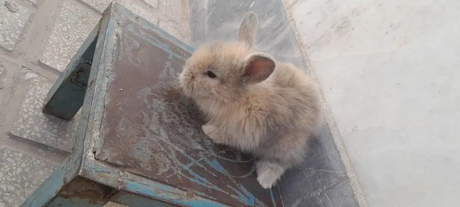 بچه خرگوش لوپ|موش و خرگوش|سبزوار, علمدار|دیوار