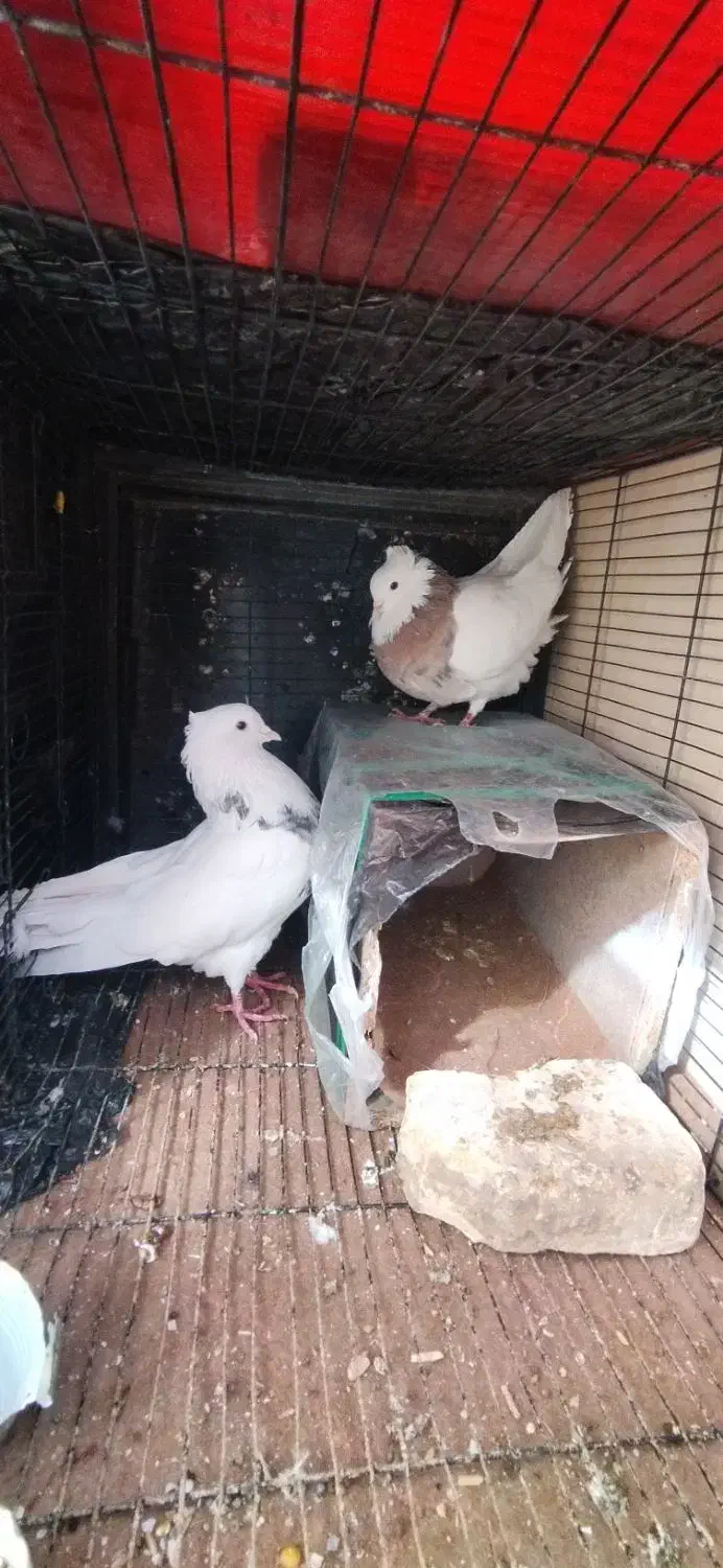 کبوتر طوقی|پرنده|شهرکرد, |دیوار