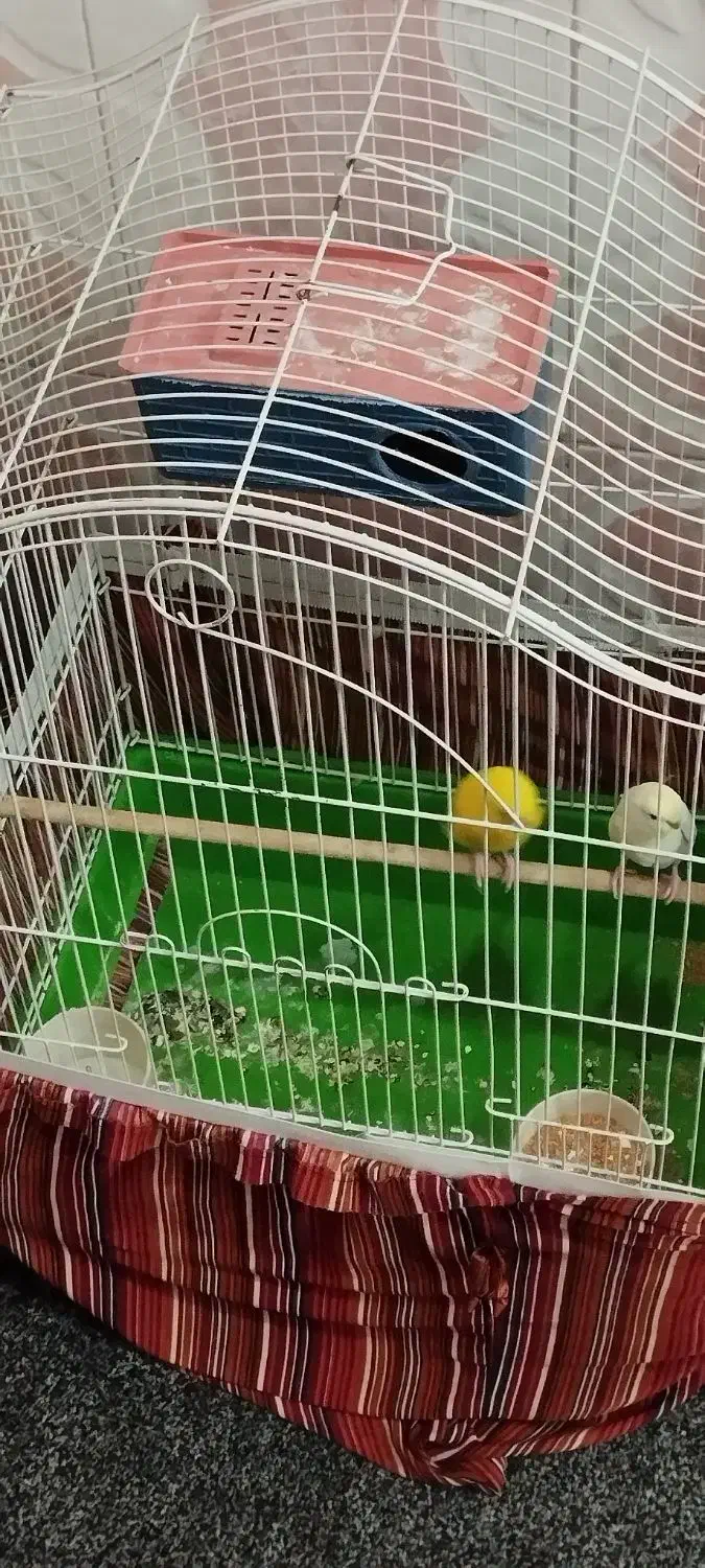 طوطی کوتوله یک عددویک جفت مرغ عشق با تخم|پرنده|شوش, |دیوار