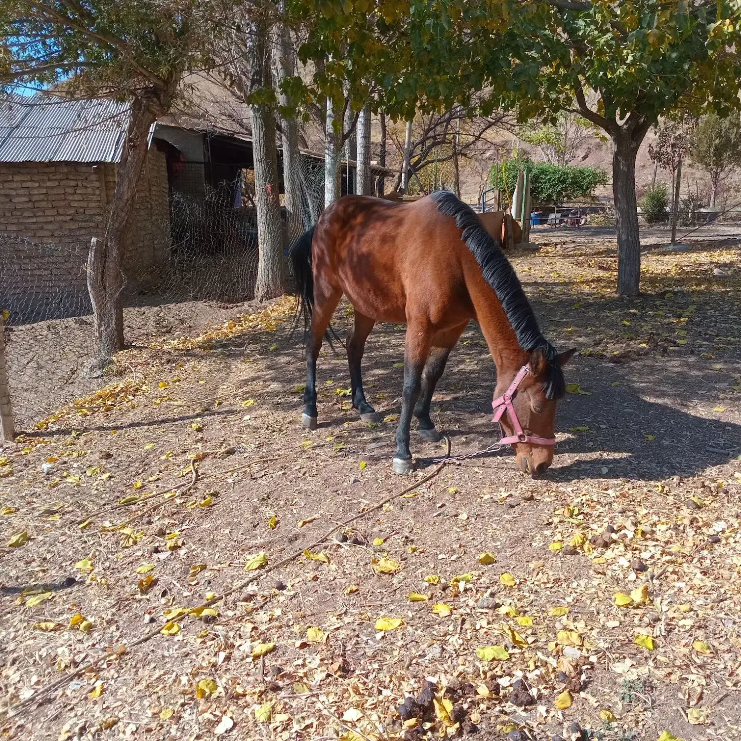 مادیان کرد|اسب و تجهیزات اسبسواری|طالقان, |دیوار