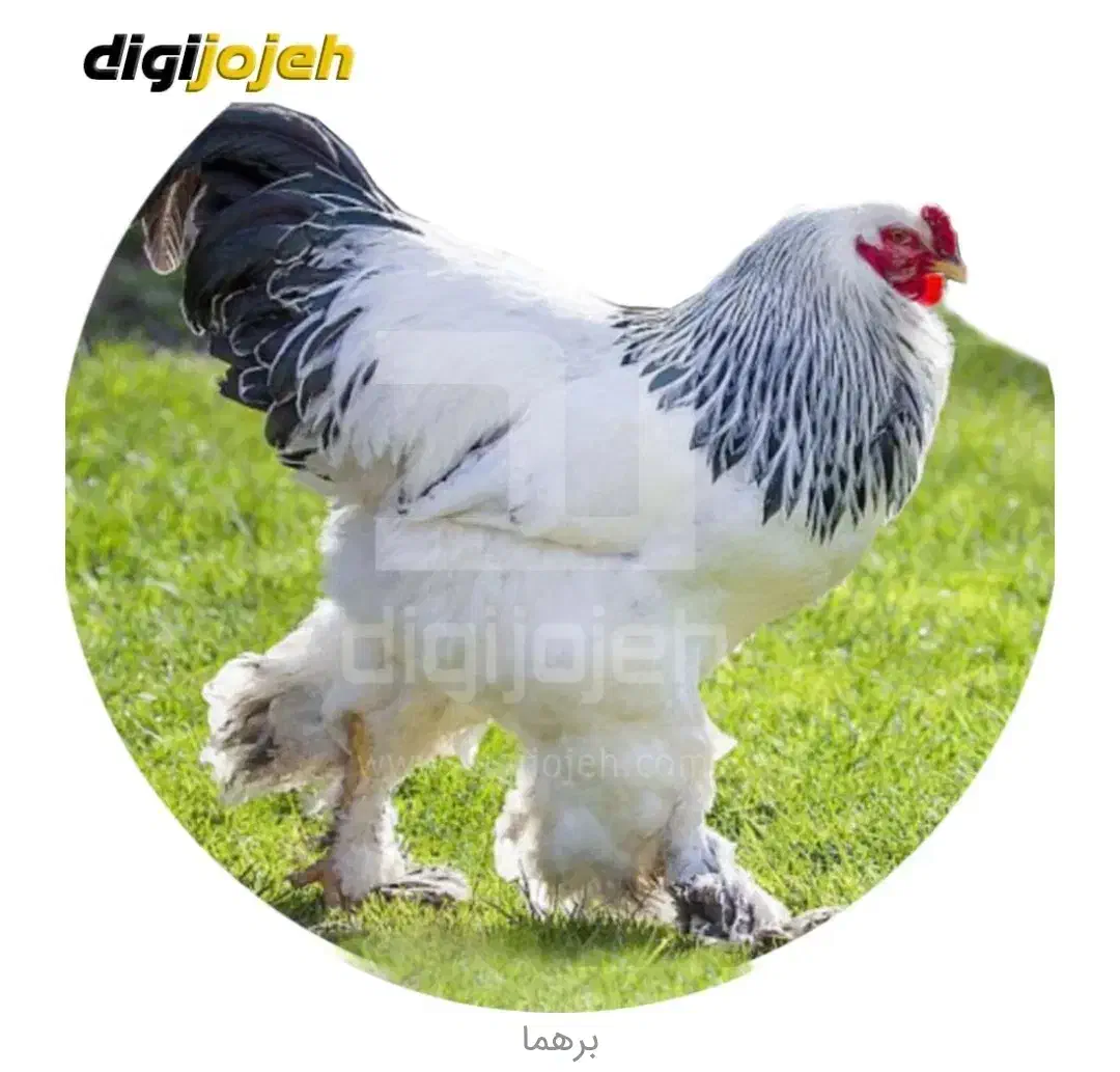 فروش مرغ وجوجه وبلدرچین وبوقلمون|حیوانات مزرعه|زرقان, |دیوار