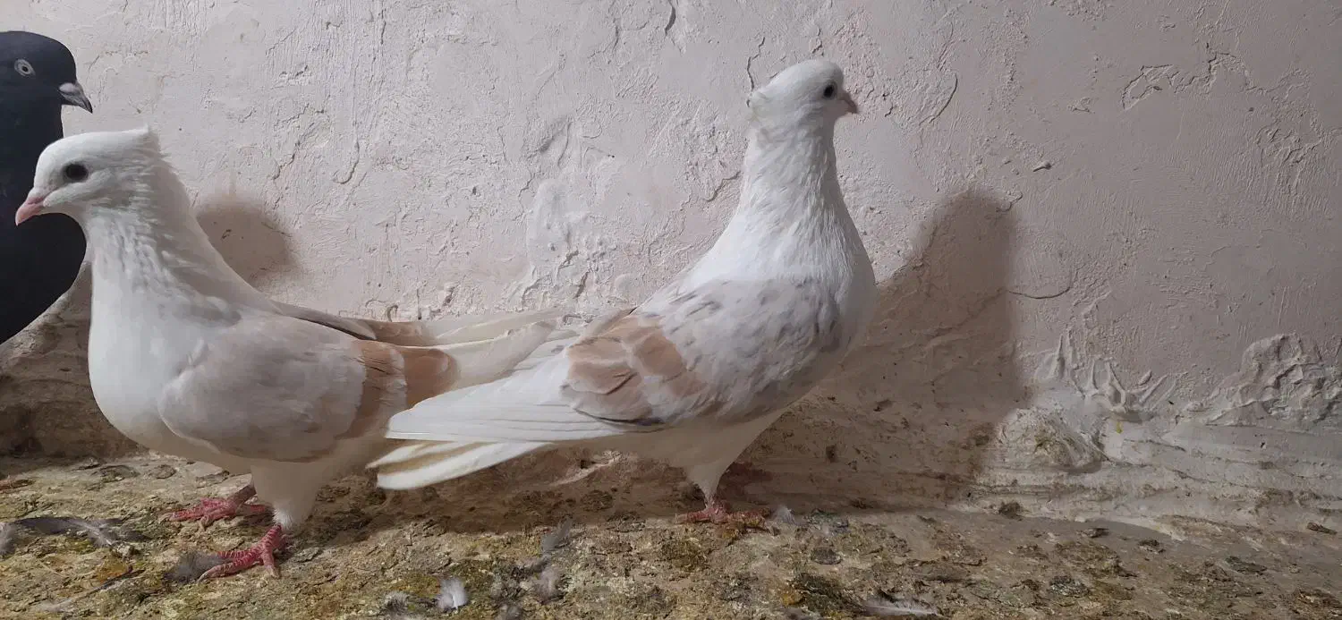 جفتگاهبضمانت همه چیز|پرنده|نیشابور, ده حلاج|دیوار