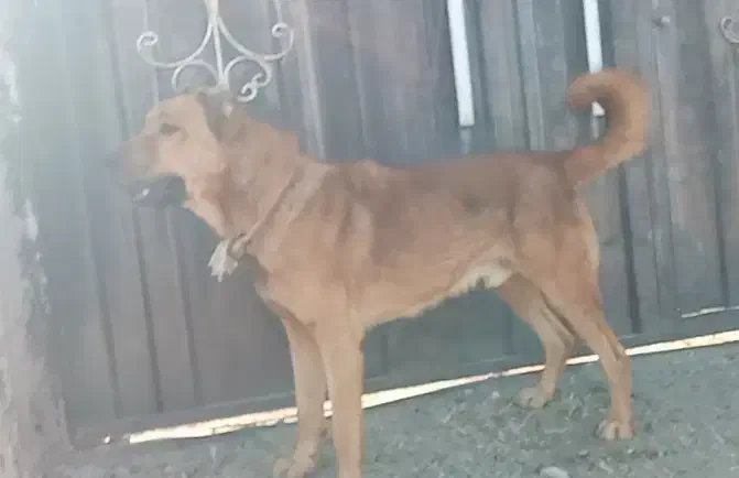 سگ سرابی|سگ|اهر, |دیوار