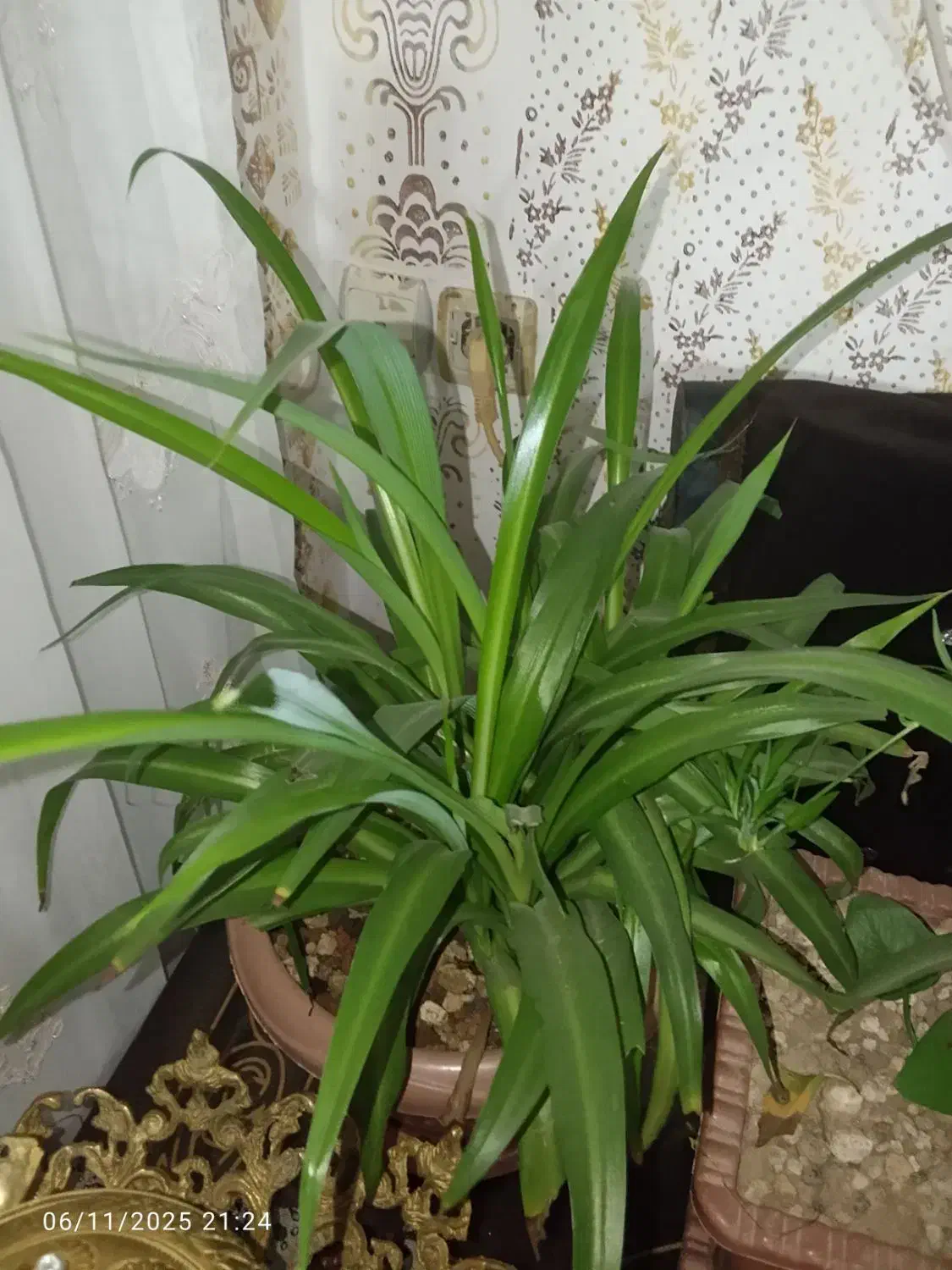 فروشی گل|گل و گیاه طبیعی|مشگین شهر, |دیوار