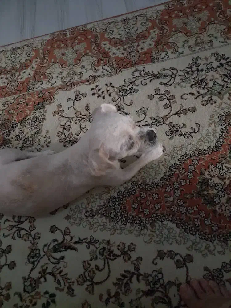 واگذاری سگ|سگ|اصفهان, فرهنگیان|دیوار